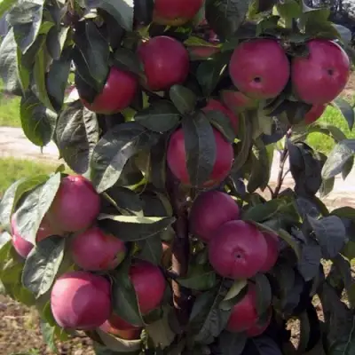 Яблоня ЧЕРВОНЕЦ колонновидная в Мозыре