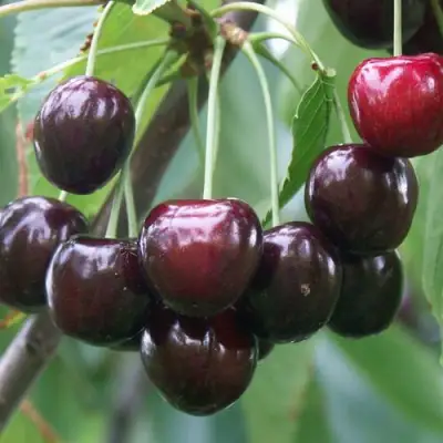 саженцы черешни Любимица Астахова