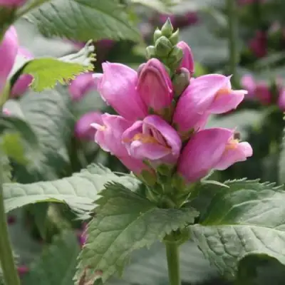 Хелоне КОСАЯ в Мозыре