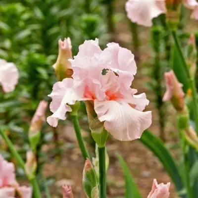 Ирис ПИНК ХОРАЙЗОН бородатый в Мозыре