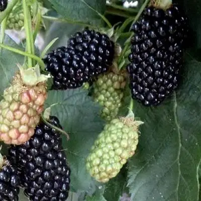 Ежевика ПРАЙМ АРК ФРИДОМ ремонтантная  в Мозыре