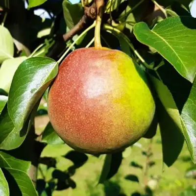 Груша КУПАЛА в Мозыре