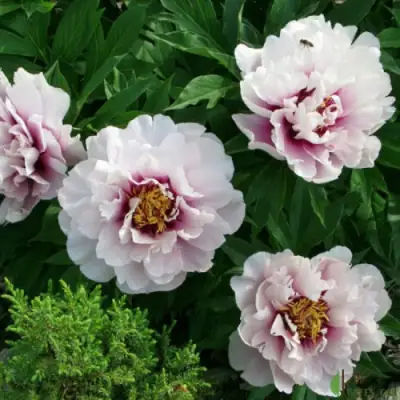 Пион КОРА ЛУИЗА ито-гибрид в Мозыре