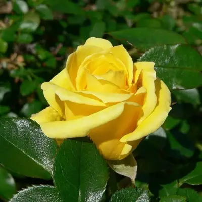 Роза ПАПИЛОН чайно-гибридная в Мозыре