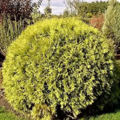 Туя ГЛОБОЗА АУРЕА западная в Мозыре