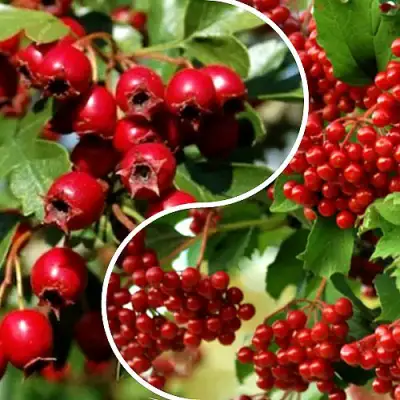 Комплект БУДЬ ЗДОРОВ в Мозыре