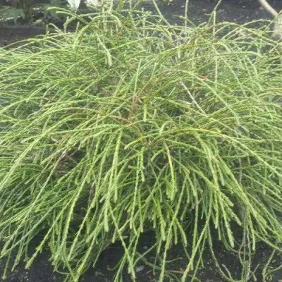 Туя ФИЛИФОРМИС   в Мозыре