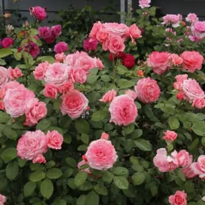 Роза ИНСТИТУТ ЛЮМЬЕР шраб в Мозыре