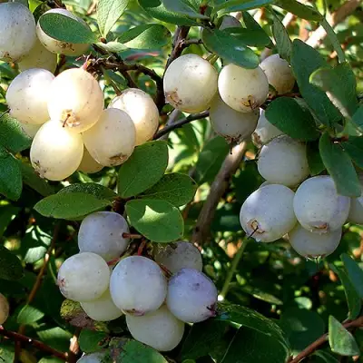 Голубика СНЕГУРОЧКА в Мозыре