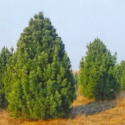 Сосна черная ПИРАМИДАЛИС в Мозыре
