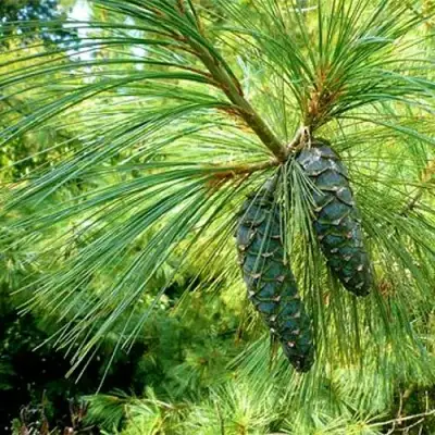 Сосна гриффита в Мозыре