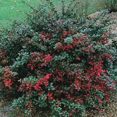 Барбарис РЕД ДЖЕВЕЛ средний  в Мозыре