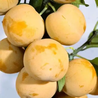 Слива РЕНКЛОД ранний в Мозыре