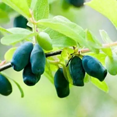 Жимолость съедобная АМФОРА в Мозыре