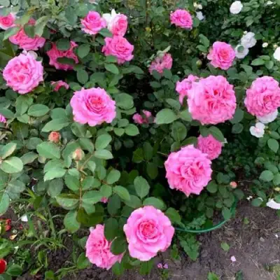 Роза ЭШЛИ чайно-гибридная в Мозыре