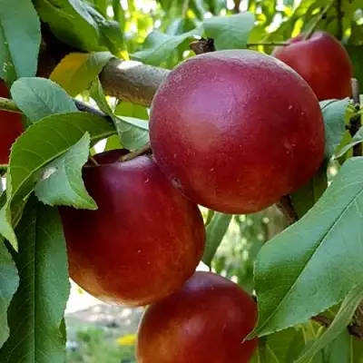 Нектарин ФАНТАЗИЯ в Мозыре