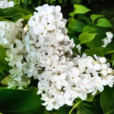 Сирень МАЛЕНЬКИЙ ПРИНЦ в Мозыре