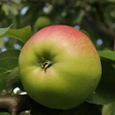 Яблоня СОКОЛОВСКОЕ стелющаяся в Мозыре