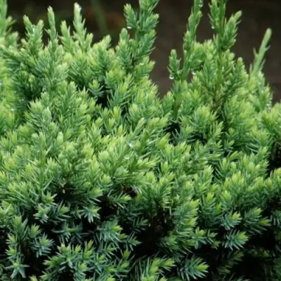 Можжевельник ХОЛГЕР чешуйчатый в Мозыре