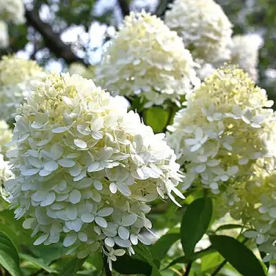 Гортензия БОМБШЕЛ метельчатая в Мозыре