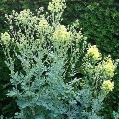 Василистник ГЛАУКУМ желтый в Мозыре