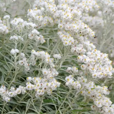 Анафалис ЖЕМЧУЖНЫЙ в Мозыре