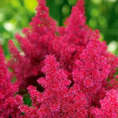 Астильба КОБЛЕНЦ японская в Мозыре