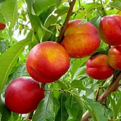 Нектарин ХАРБЛЕЙЗ в Мозыре