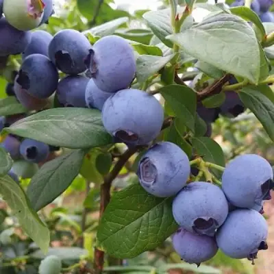 Голубика БЛЮГОЛД в Мозыре