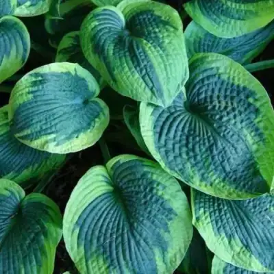 Хоста ТОКУДАМА ФЛАВОЦИРЦИНАЛИС гибридная в Мозыре