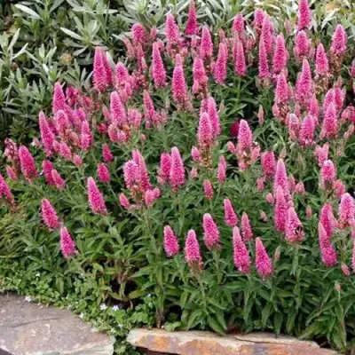 Вероника РОЗЕА колосковая в Мозыре