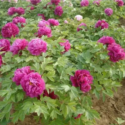 Пион КИТАЙСКИЙ ШЕЛК травянистый в Мозыре