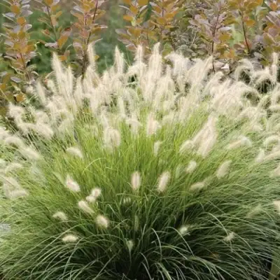 Пеннисетум ХАМЕЛН в Мозыре