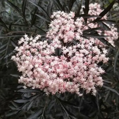 Бузина черная БЛЭК ЛЕЙС ЕВА в Мозыре