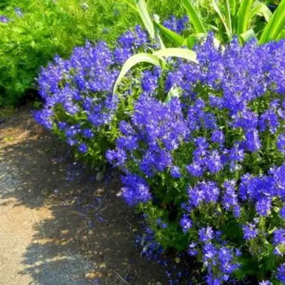 Вероника РОЯЛ БЛЮ большая в Мозыре