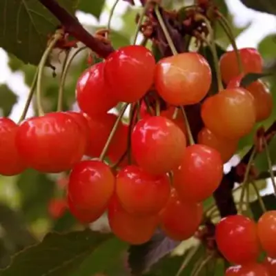 Черешня ДОНЧАНКА в Мозыре