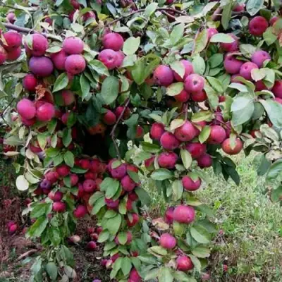 Яблоня ФЛОРИНА в Мозыре