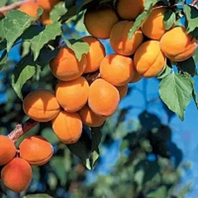 Абрикос ХАРКОТ в Мозыре