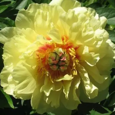 Пион ЗОЛОТАЯ КОРОНА древовидный в Мозыре