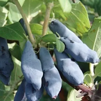 Жимолость съедобная НИМФА (ГАММА) в Мозыре