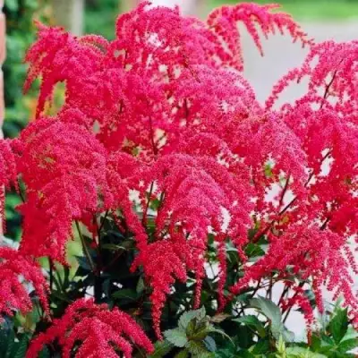 Астильба РЕД ЧАРМ Арендса в Мозыре