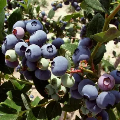 Голубика ЭЛИЗАБЕТ в Мозыре