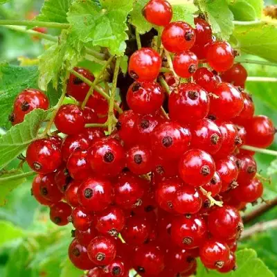 Смородина красная НЕНАГЛЯДНАЯ в Мозыре