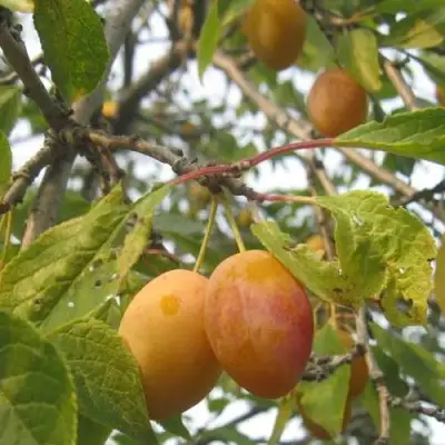 Слива НАТАША в Мозыре