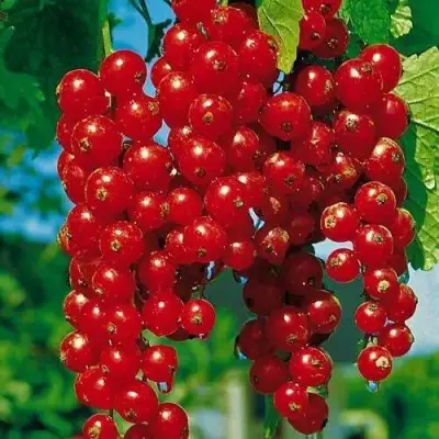 Смородина красная РОВАДА в Мозыре