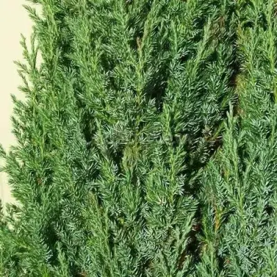 Можжевельник ХИБЕРНИКА обыкновенный  в Мозыре