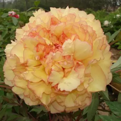 Пион ЗОЛОТАЯ РОССЫПЬ древовидный в Мозыре