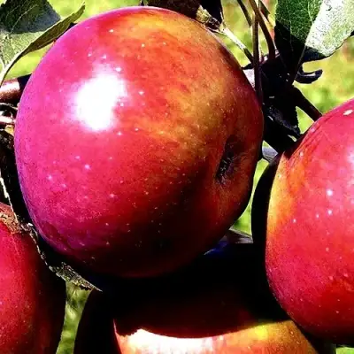 Яблоня ВЕСЯЛИНА в Мозыре