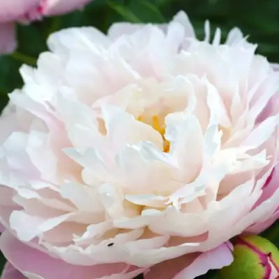 Пион ЛЕДИ АЛЕКСАНДРА ДАФФ травянистый в Мозыре