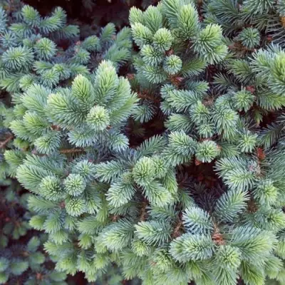 Ель ЭХИНИФОРМИС сизая в Мозыре